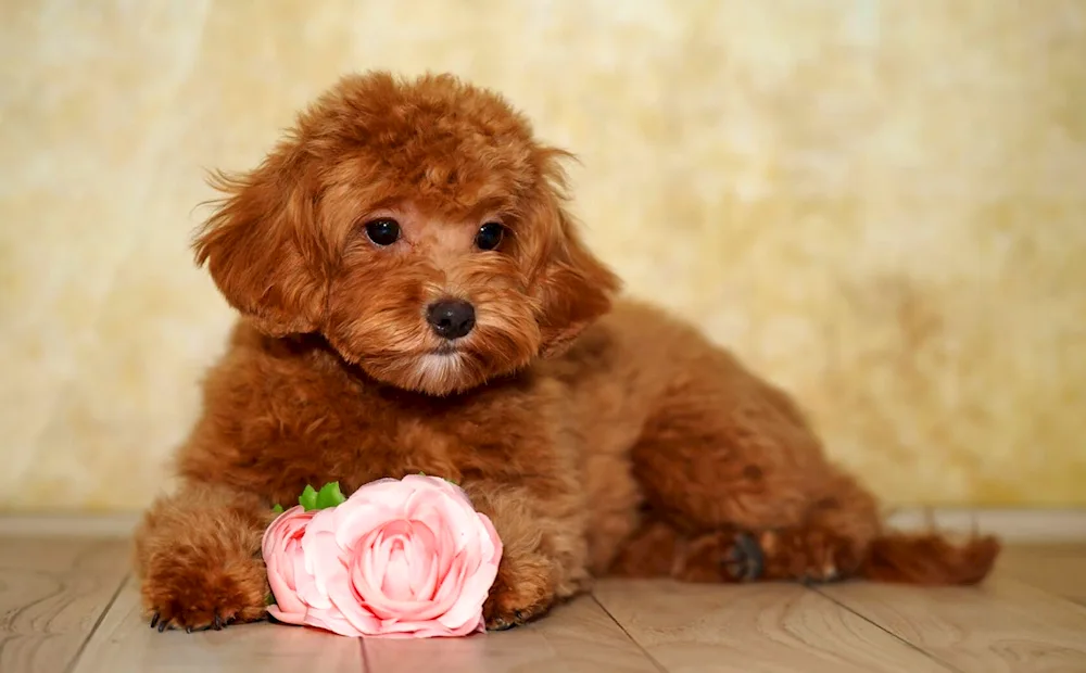 Cockapoo Cavapoo