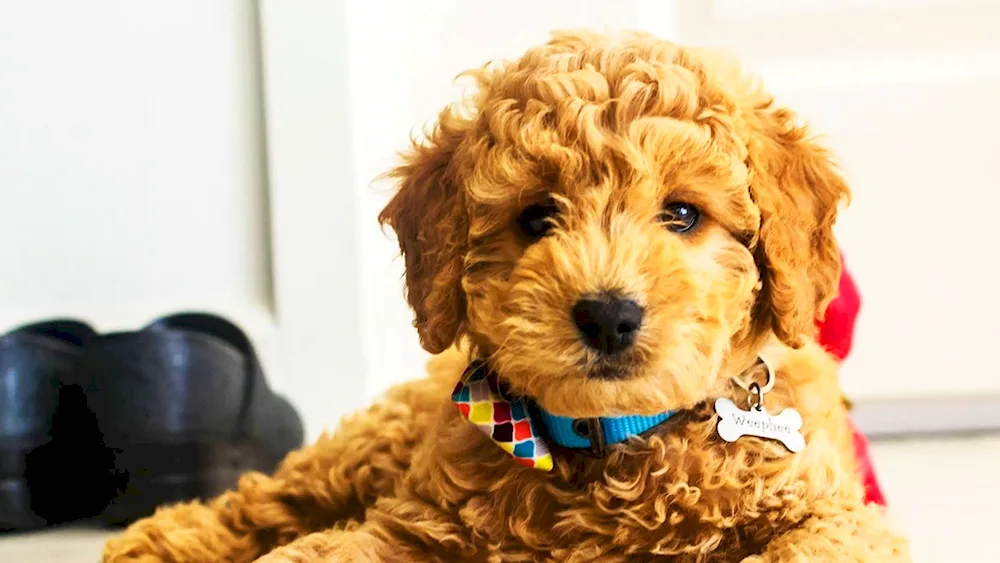 Bolonka Maltipoo