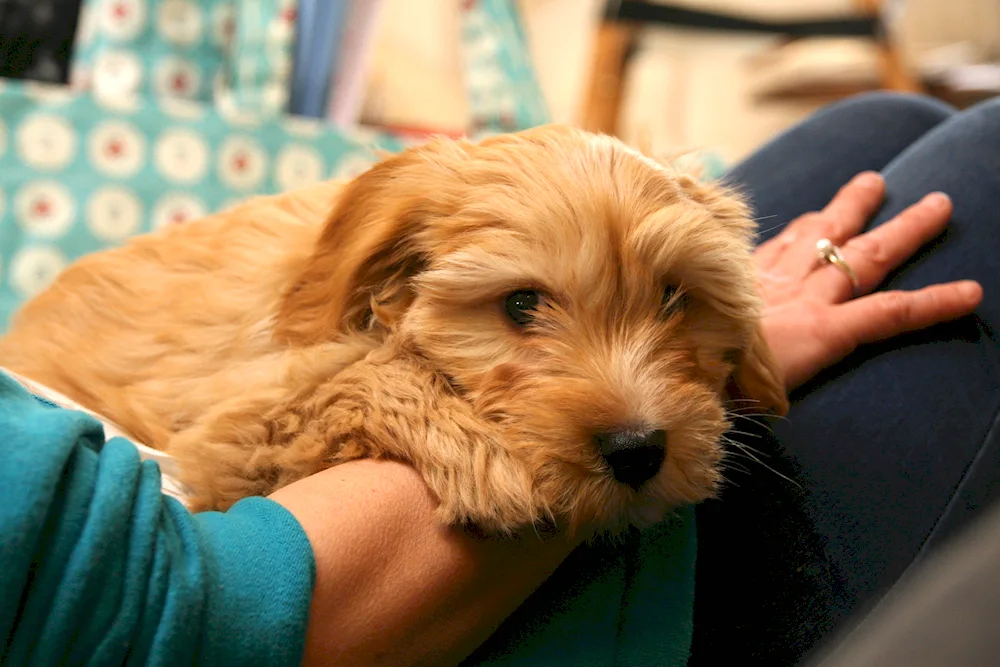 Cockapoo dog