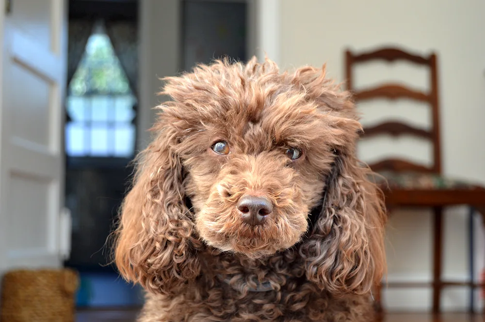 Water Spaniel Barbet