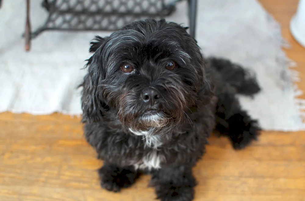 Cockapoo Tibetan Terrier