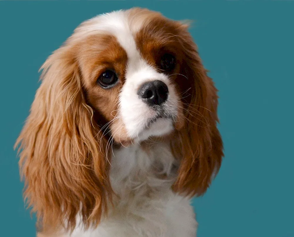 Cocker Charles King spaniel