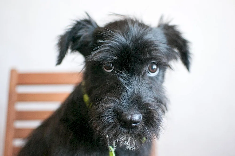 Jack- Russell Terrier HardhairDog with a beard