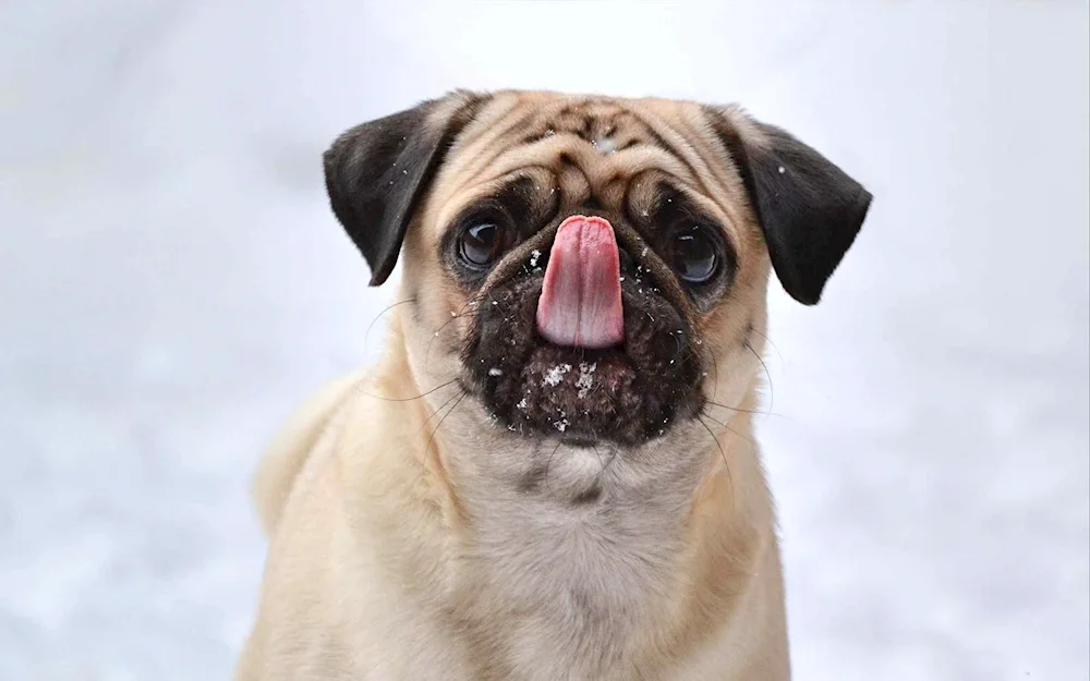 Dog Pug