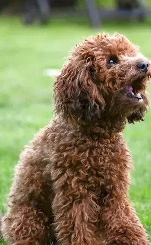 Cocker poodle