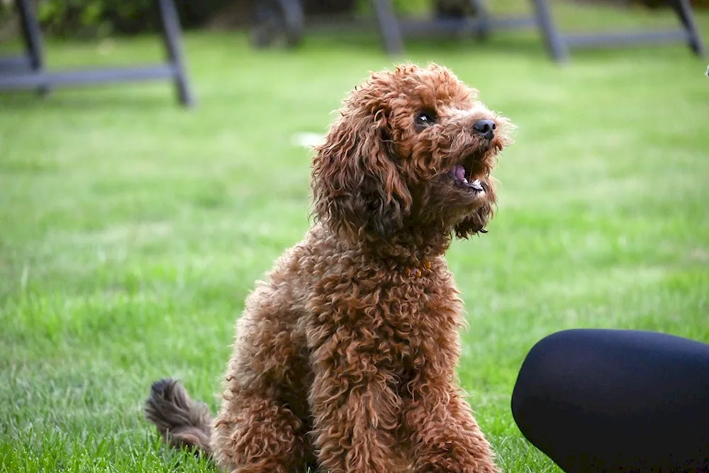 Dwarf poodle martipoo