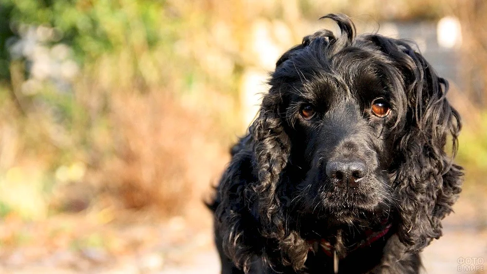 Russian Cocker spaniel black