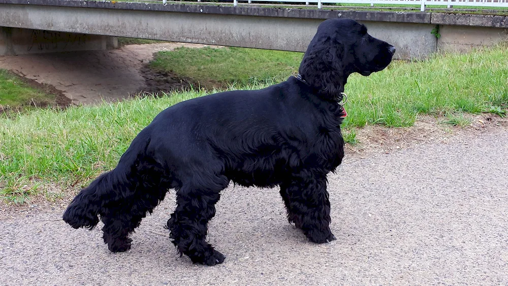 American cocker spaniel black