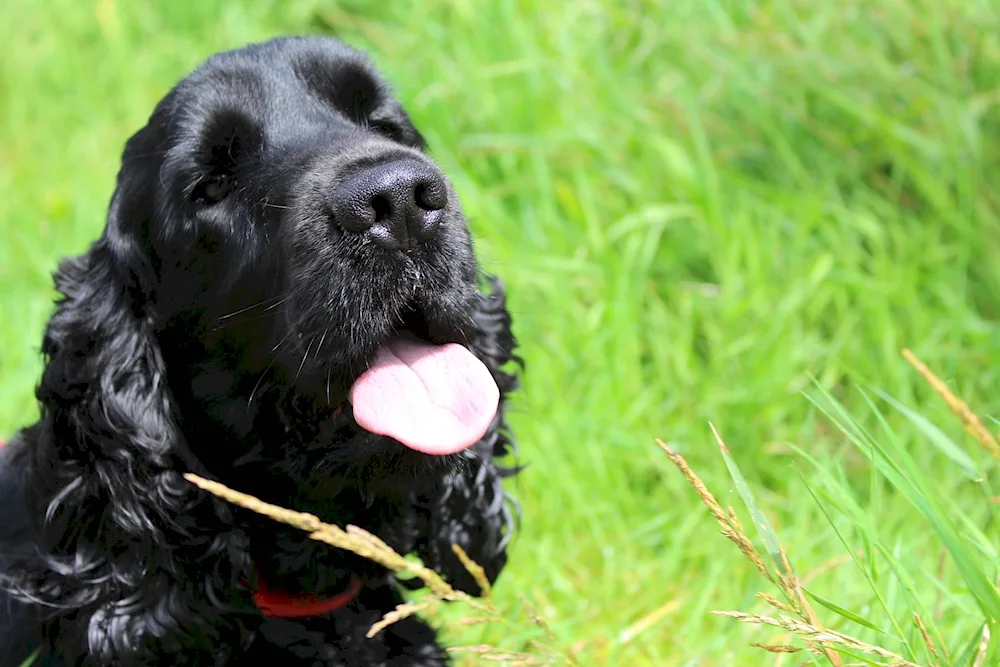 American Cocker spaniel black