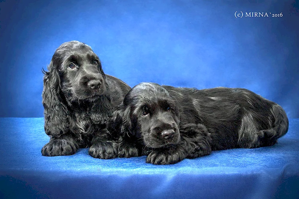 Cocker spaniel black