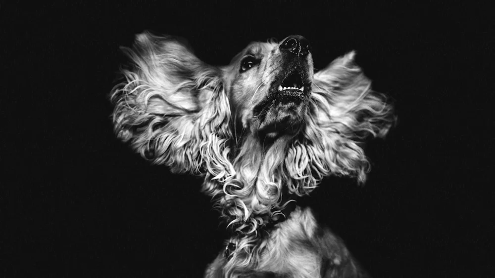 English springer spaniel