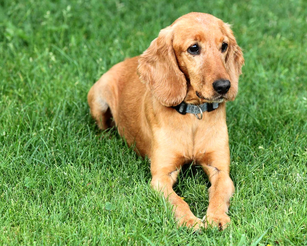 Cocker spaniel smoothhair