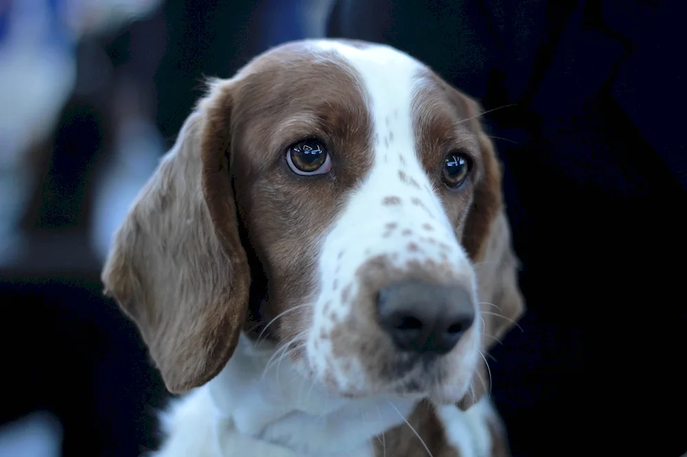 Cocker spaniel smoothhair