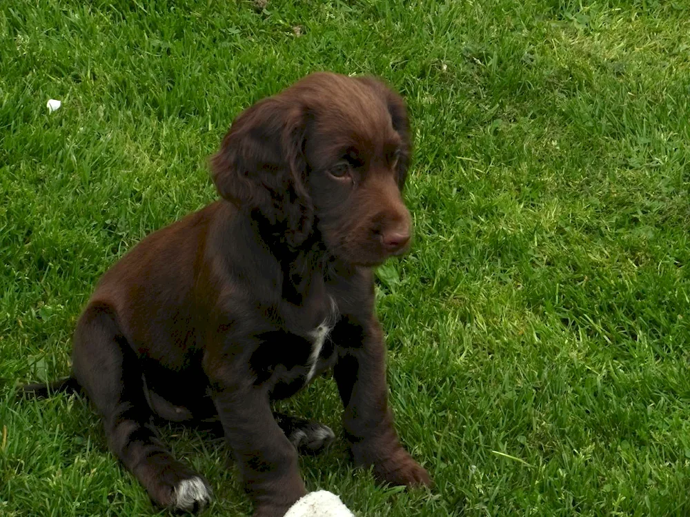 Cocker spaniel smoothhair