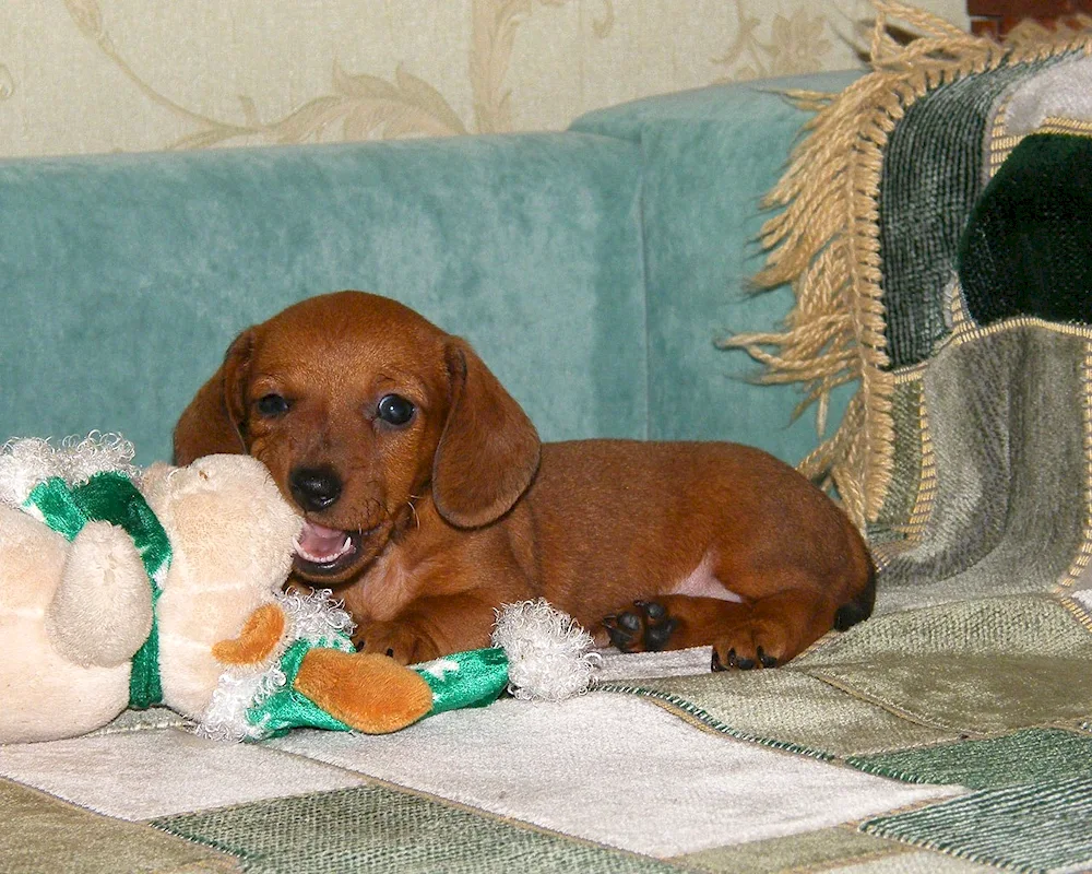 Cocker spaniel smooth-haired