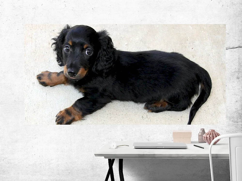 Cocker spaniel and dachshund