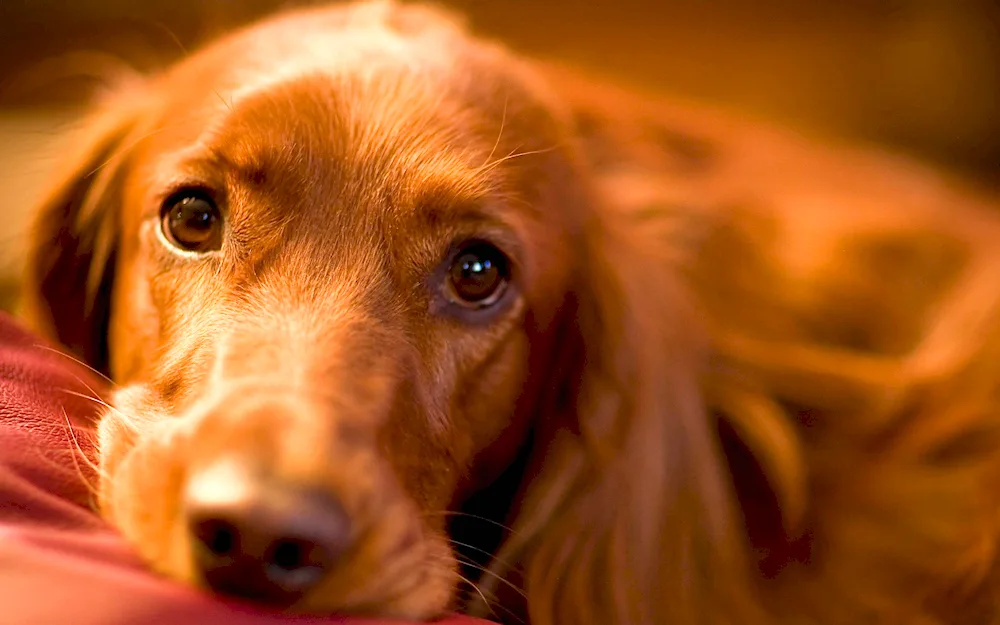 Cocker spaniel and dachshund