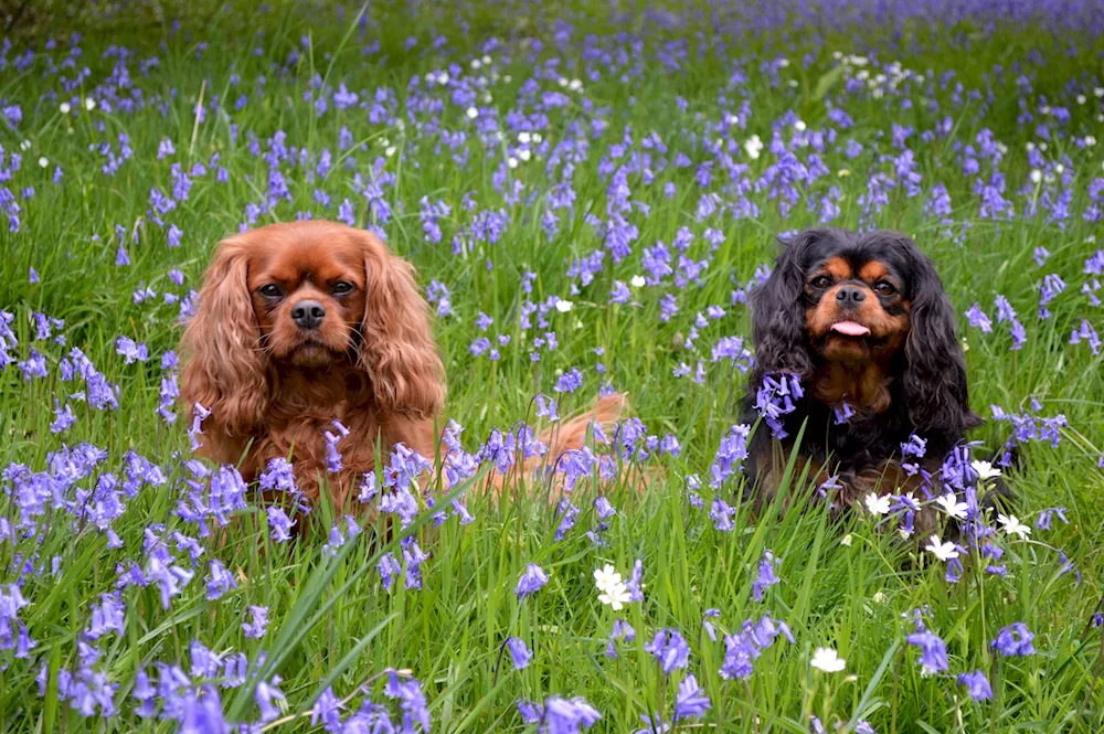 Cocker spaniel cavalier