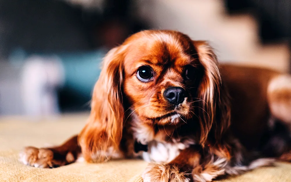 Cavalier spaniel cavalier