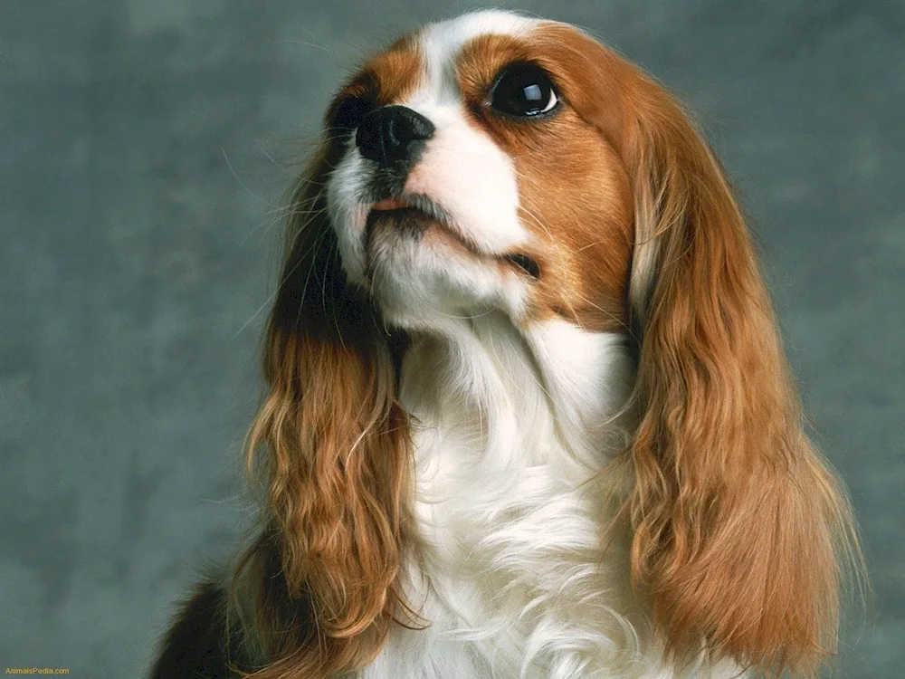 Cocker spaniel Cavalier King Charles