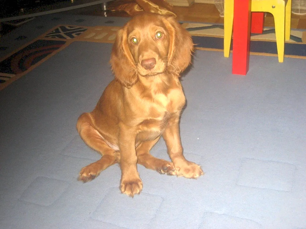 Cocker spaniel short-haired