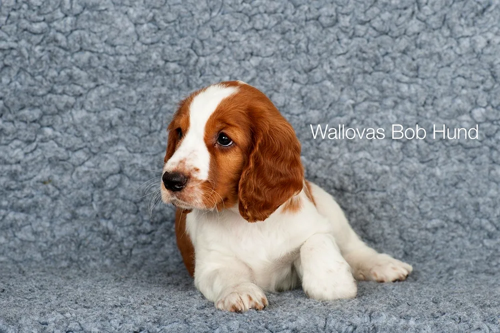 Cocker spaniel short-haired