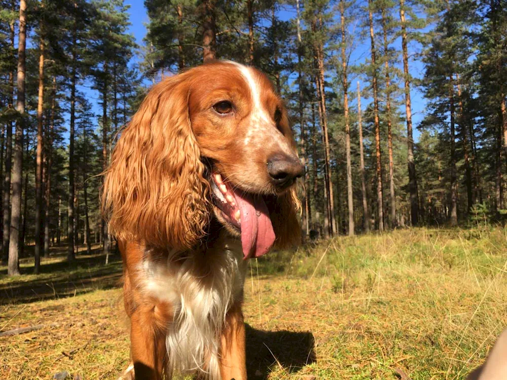 Cocker spaniel hunting