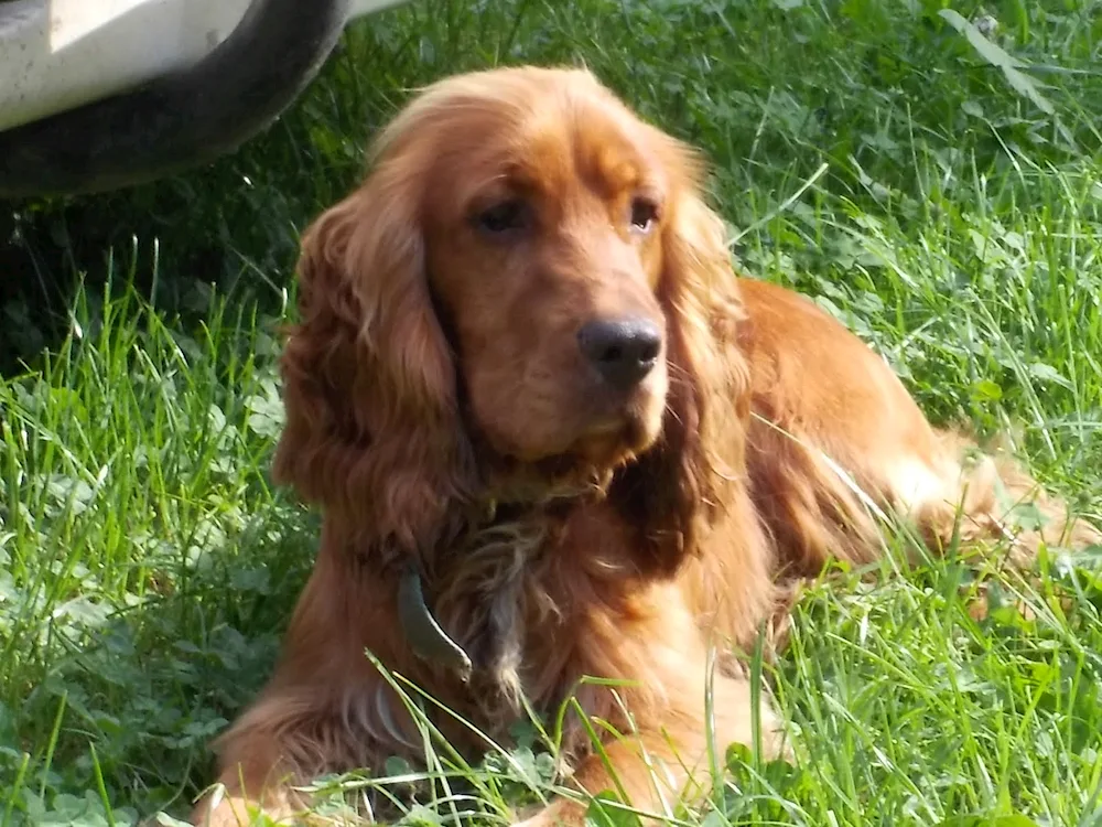 Cocker spaniel hunting