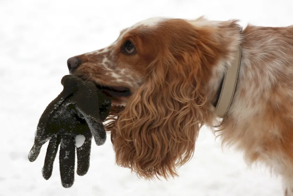 Cocker spaniel hunting