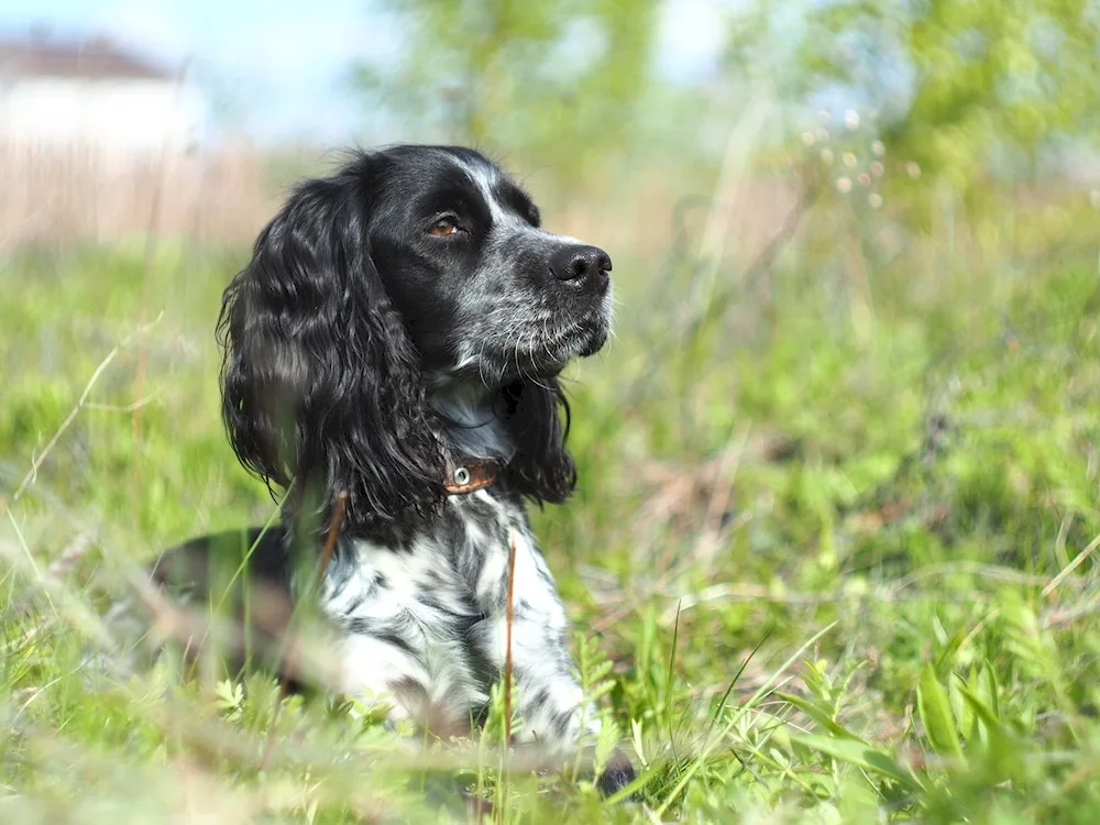 Hunting Cocker spaniel