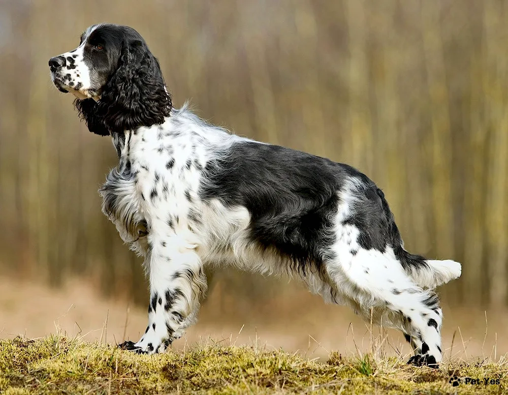 Cocker spaniel hunting dog