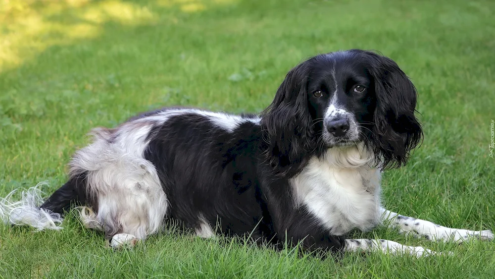 Cocker spaniel hunting