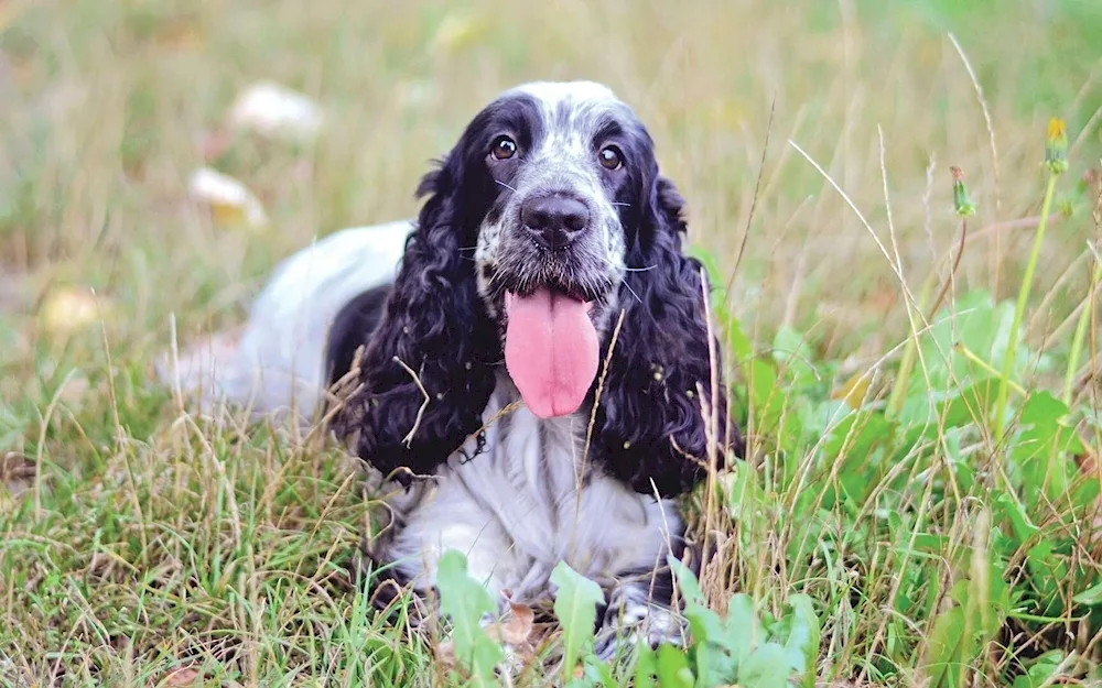 Cocker spaniel. spaniel
