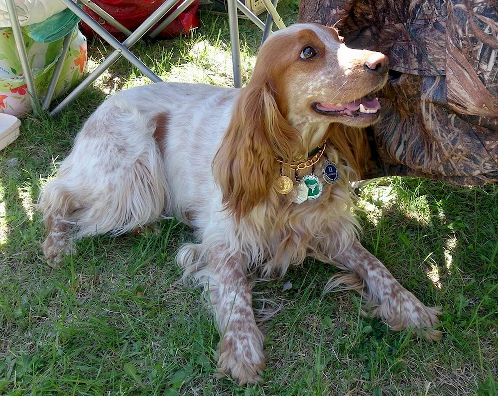 Cocker spaniel Peggy