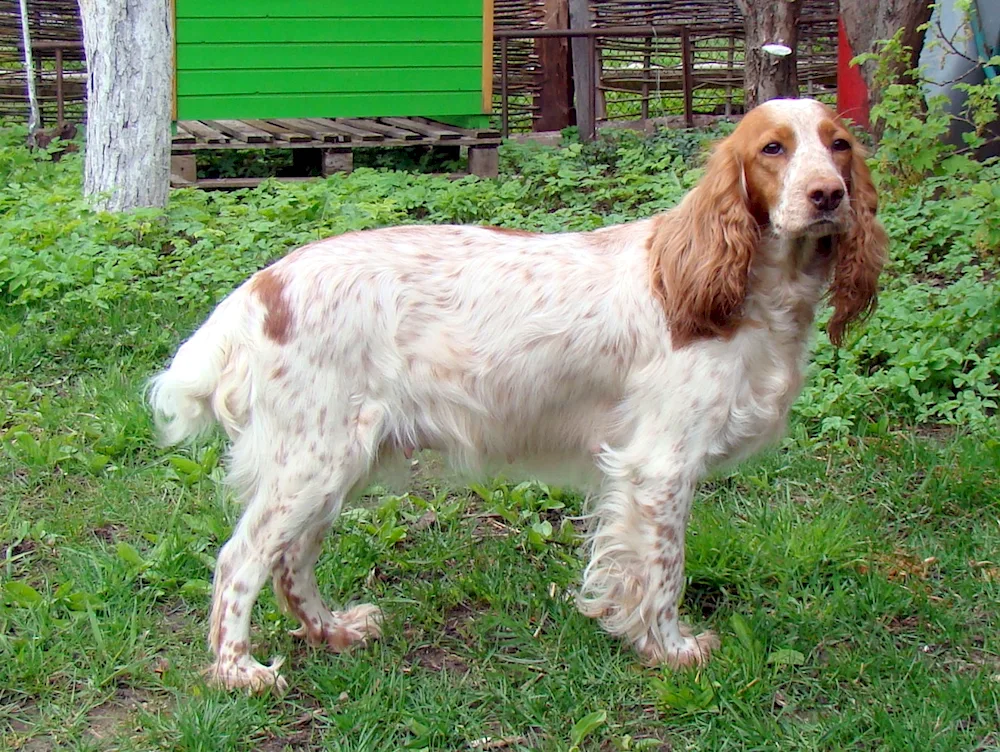 Cocker spaniel Peggy