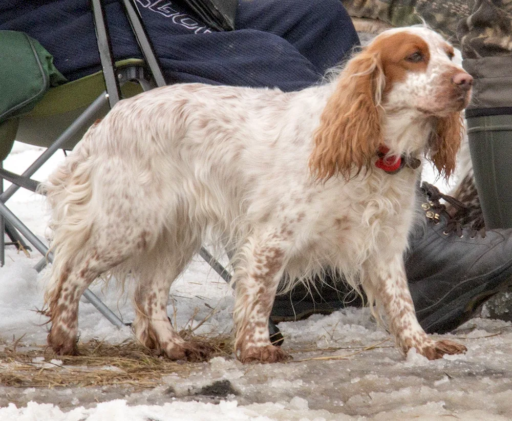 Cocker spaniel Peggy