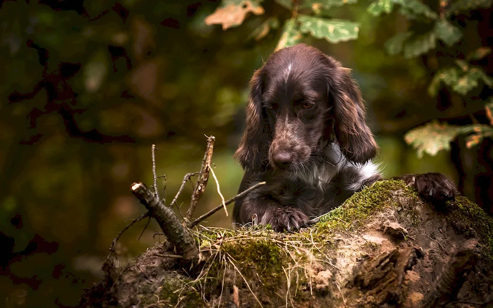 Russian hunting spaniel