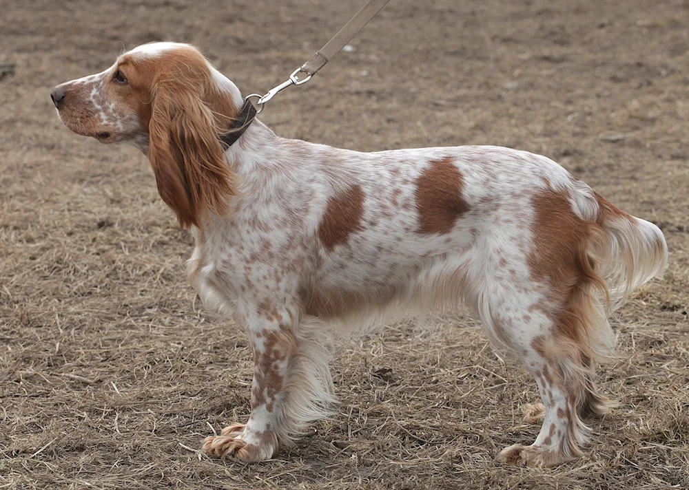 Cocker spaniel Russian hunting spaniel