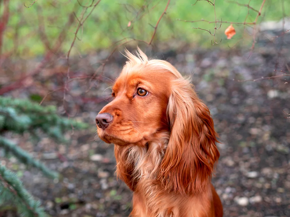 Cocker spaniel redhead