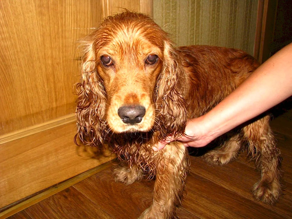 Cocker spaniel redheaded