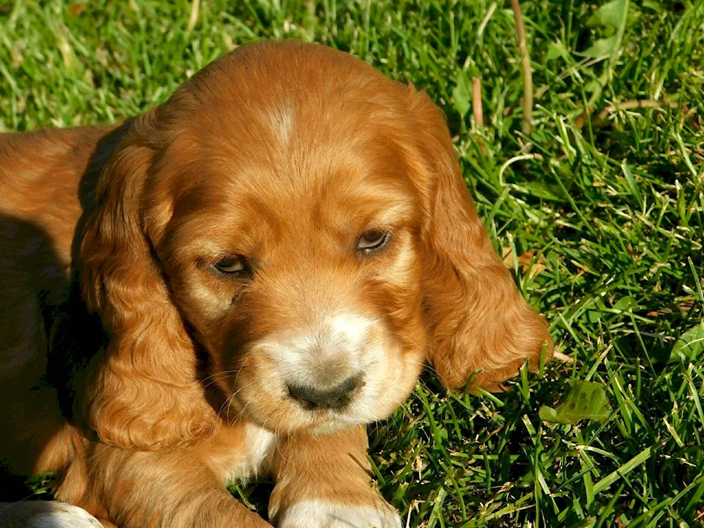 Cocker spaniel red