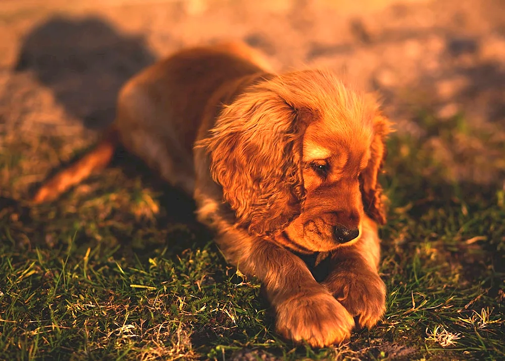 Cocker spaniel spaniel puppy