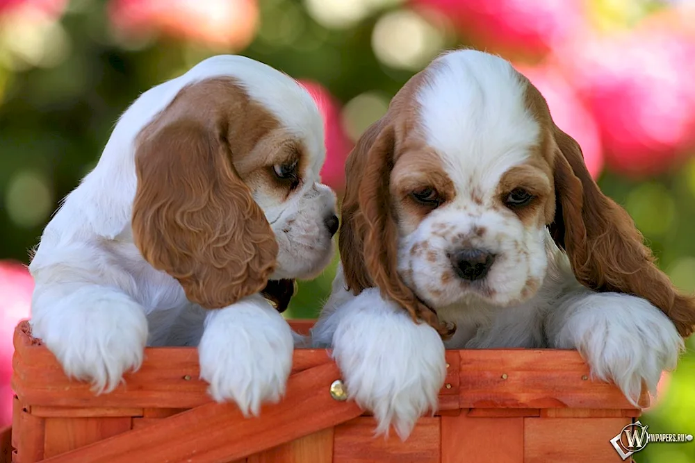 Cocker spaniel spaniel puppy