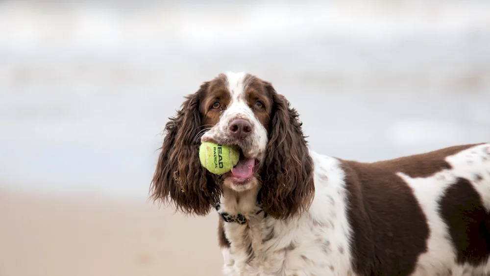 Russian cocker spaniel