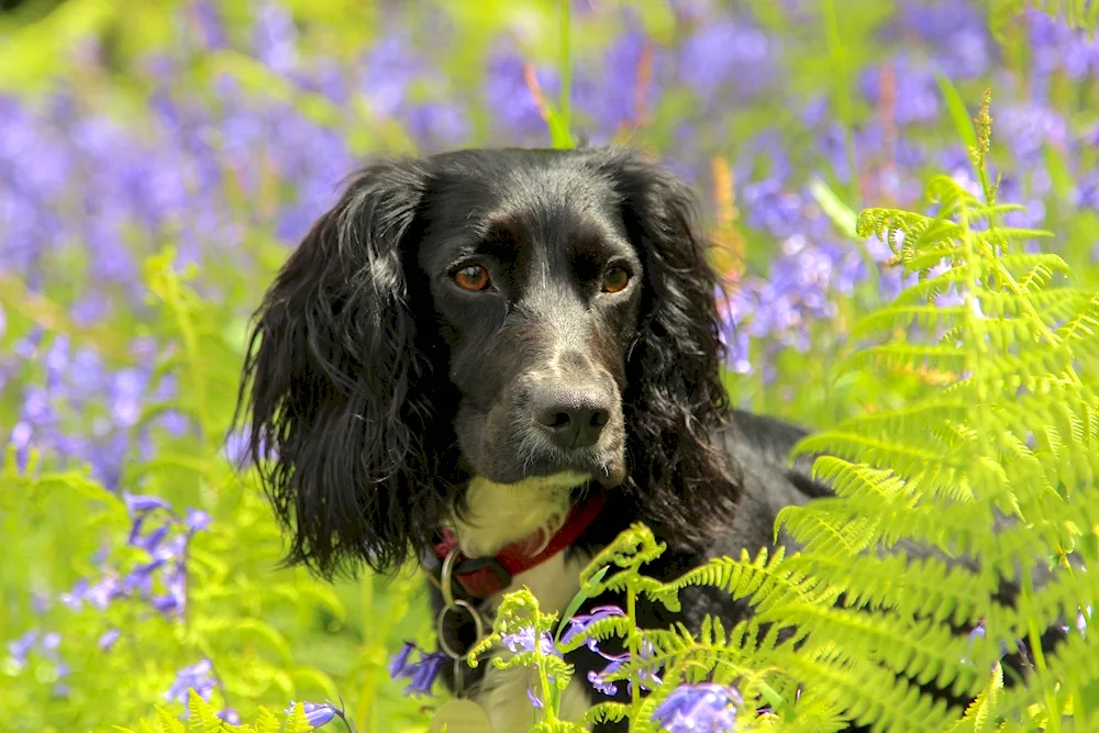 Springer spaniel