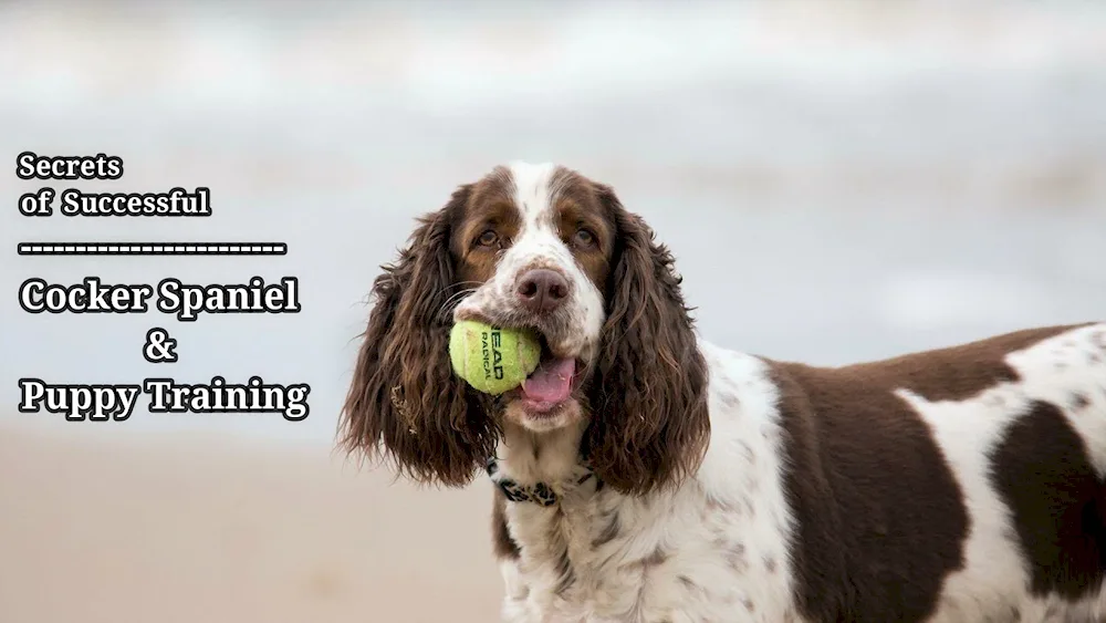 Cocker spaniel springer.