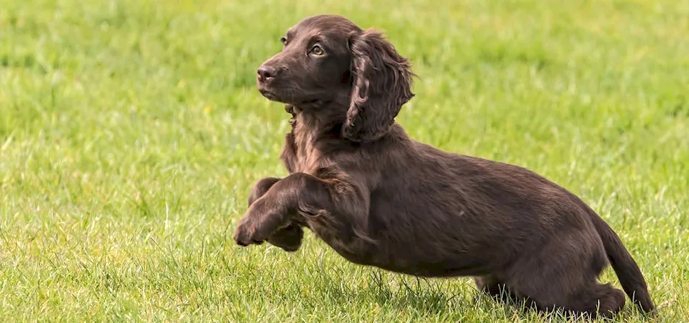 Cocker- spaniel