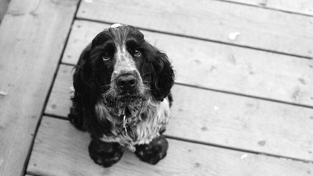 Cocker Spaniel