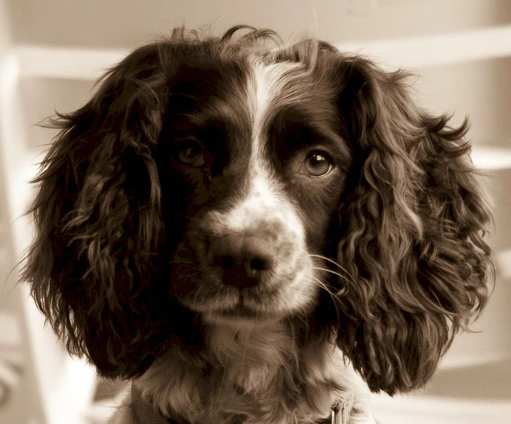 Russian Cocker spaniel black
