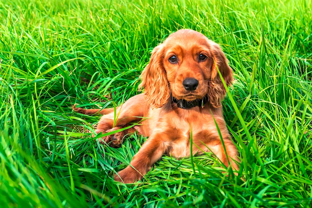 Cocker- spaniel